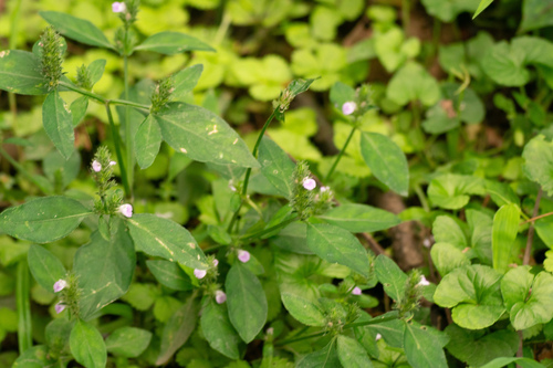 Obat tradisi untuk penyakit apart? (Justicia procumbens)