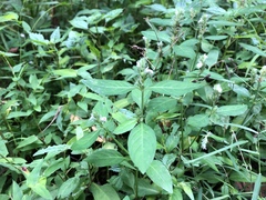 Obat tradisi untuk penyakit apart? (Justicia procumbens)