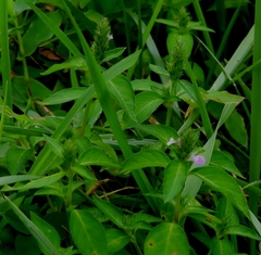 Obat tradisi untuk penyakit apart? (Justicia procumbens)