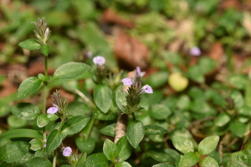 Obat tradisi untuk penyakit apart? (Justicia procumbens)