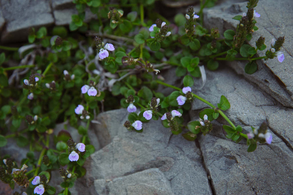 Obat tradisi untuk penyakit apart? (Justicia procumbens)