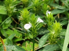 Obat tradisi untuk penyakit apart? (Justicia procumbens)