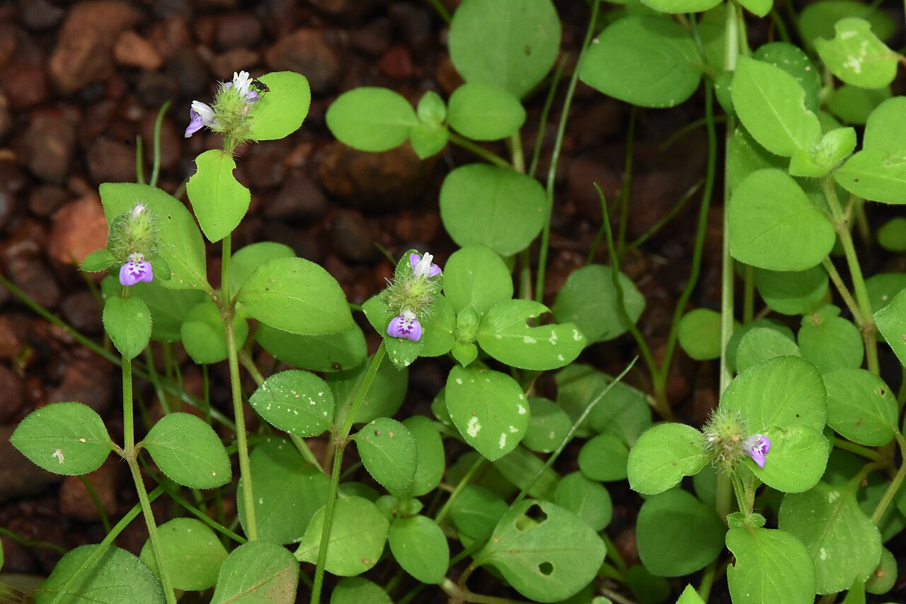Obat tradisi untuk penyakit apart?: Justicia japonica is a herbaceous plant growing in grasslands waste places. Usually seen growing in ditches, wet places, tanks and paddy fields. Growing through