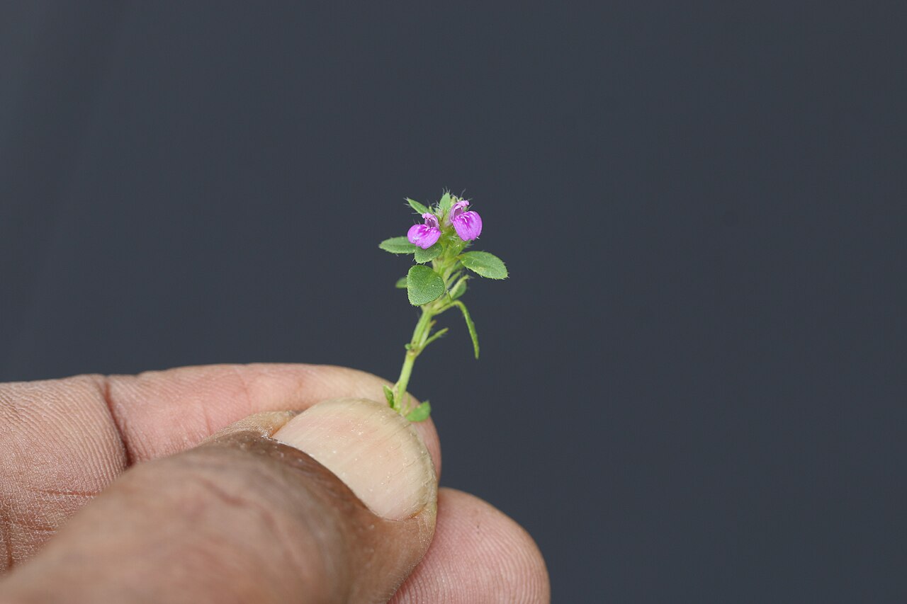 Obat tradisi untuk penyakit apart?: Photos of plants taken by V C Balakrishnan