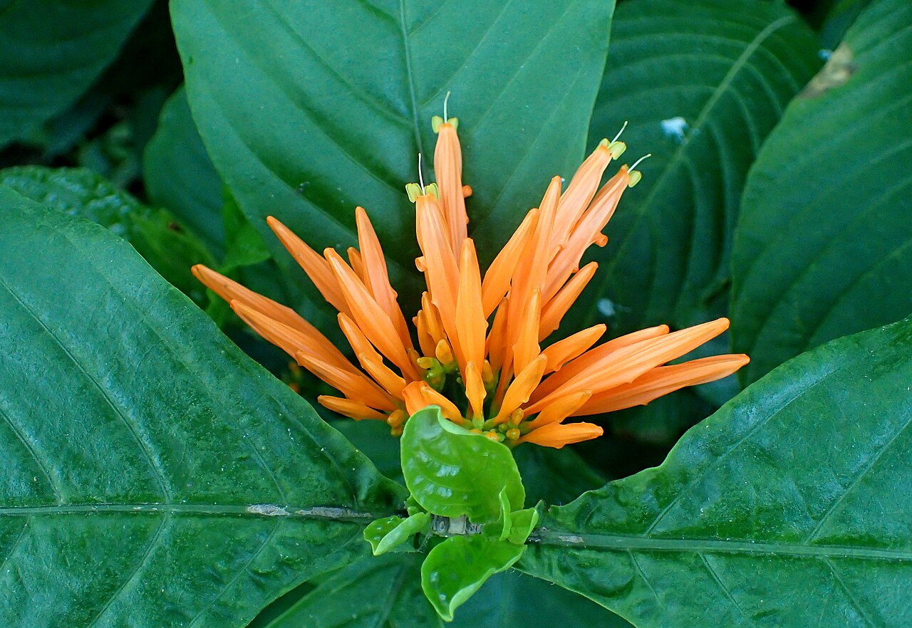 Mohintli: Justicia spicigera at Chicago Botanic Garden