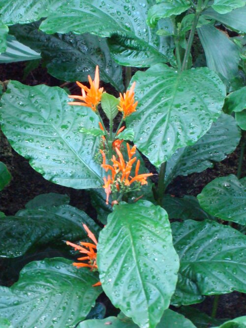 Mohintli: Picture of Justicia spicigera