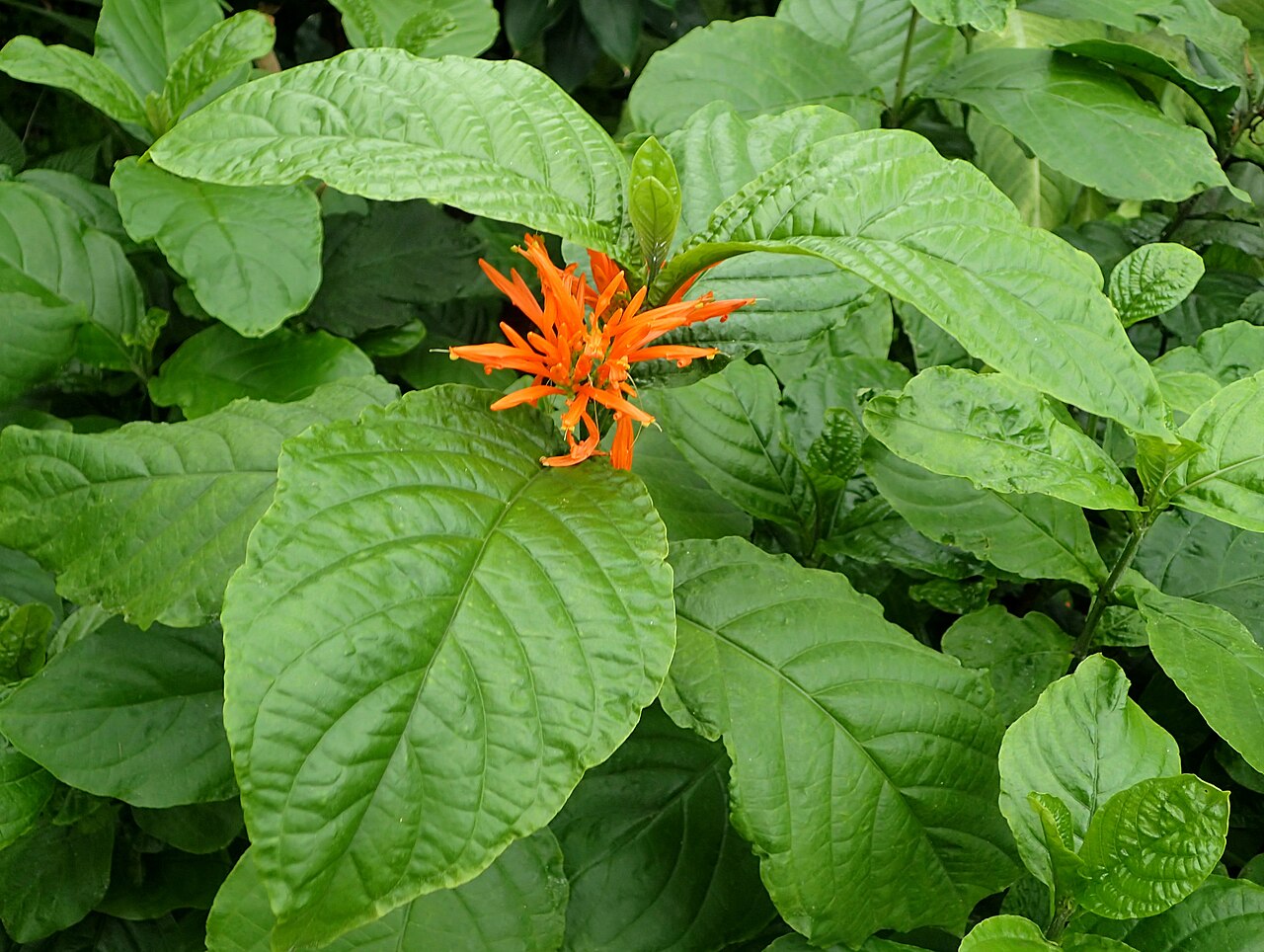 Mohintli: Justicia spicigera at Chicago Botanic Garden
