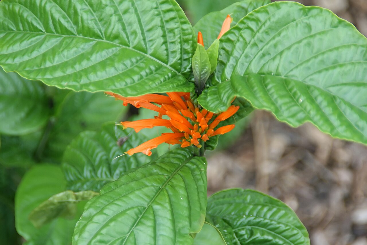 Mohintli: Location taken: Fairchild Tropical Botanic Garden, Miami, FL USA. Names: Justicia spicigera Schltdl., Firecracker Plant, Mexican Honeysuckle, Mexican Indigo, Mo