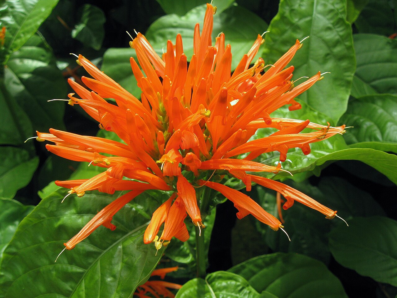 Mohintli: Cultivar of Justicia spicigera blooming in Phipps Conservatory, Pittsburgh