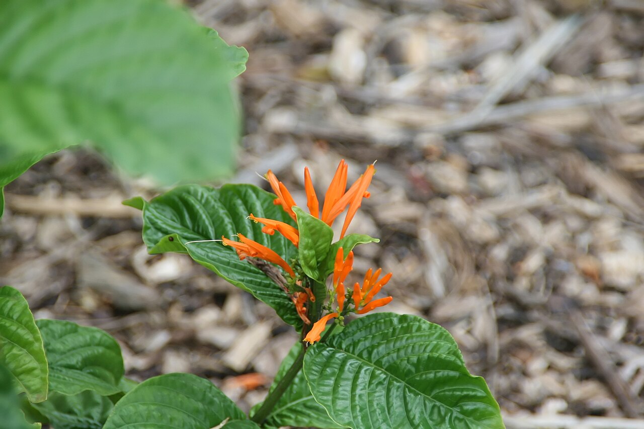 Mohintli: Location taken: Fairchild Tropical Botanic Garden, Miami, FL USA. Names: Justicia spicigera Schltdl., Firecracker Plant, Mexican Honeysuckle, Mexican Indigo, Mo