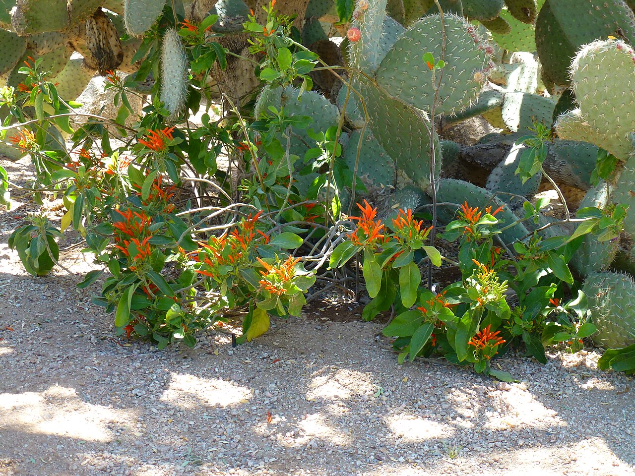Mohintli: Coonly Garden, Justicia specigera - Mexican Honeysuckle, Mayo Clinic, Spring 2013
