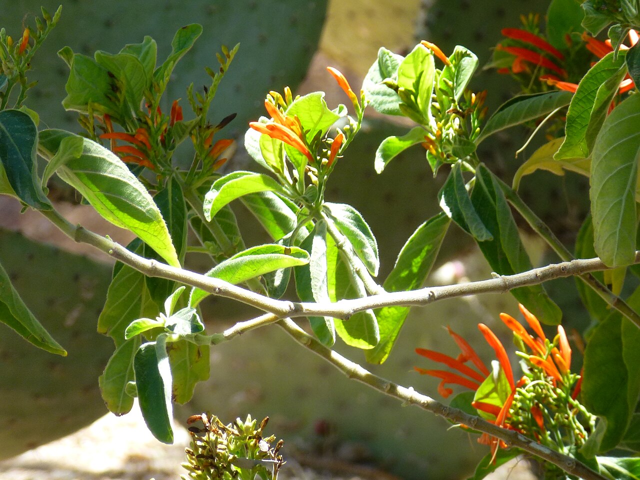 Mohintli: Coonly Garden, Justicia specigera - Mexican Honeysuckle, Mayo Clinic, Spring 2013