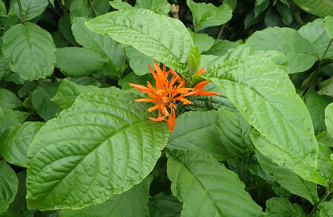 Mohintli: Justicia spicigera at Chicago Botanic Garden