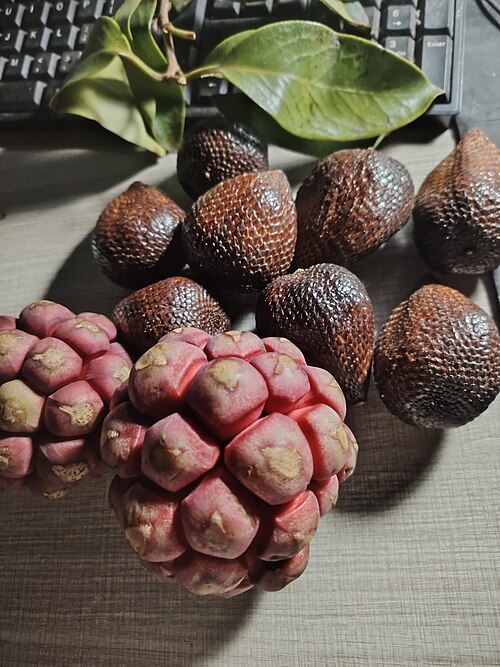 Kadsura coccinea: Kadsura coccinea and salacca zalacca fruits