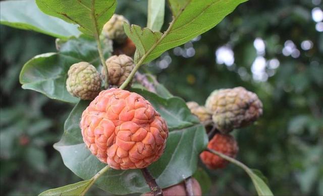 Kadsura coccinea: Kadsura coccinea leaves and fruits