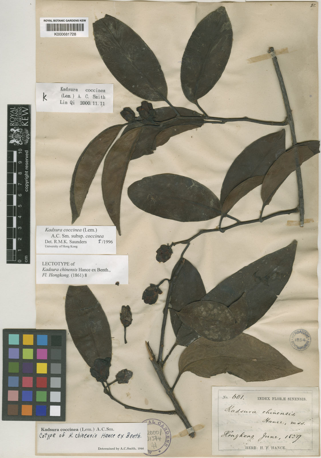 Kadsura coccinea: Kadsura coccinea (Lem.) A.C.Sm. First published in Sargentia 7: 166