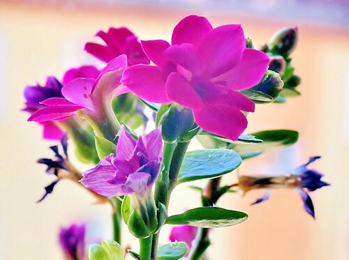 Kalanchoe arborescens: Kalanchoe arborescens