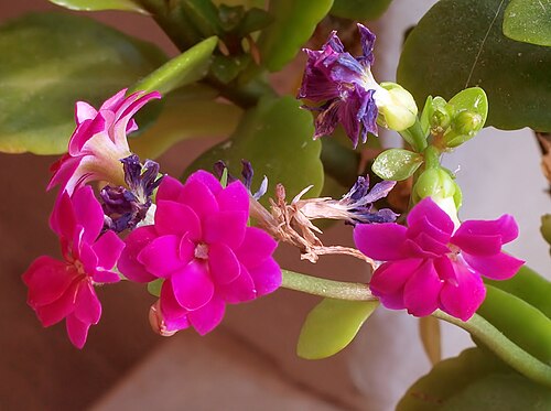 Kalanchoe arborescens: Kalanchoe arborescens