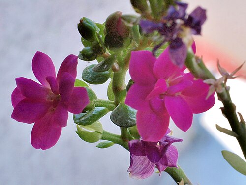 Kalanchoe arborescens: Kalanchoe arborescens