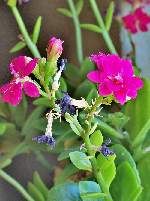Kalanchoe arborescens: Kalanchoe arborescens