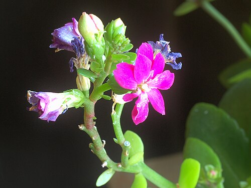 Kalanchoe arborescens: Kalanchoe arborescens