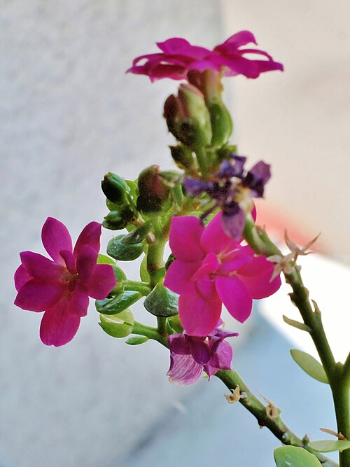 Kalanchoe arborescens: Kalanchoe arborescens