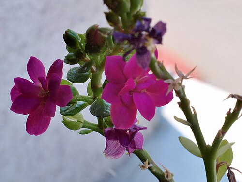 Kalanchoe arborescens: Kalanchoe arborescens