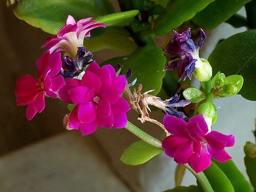 Kalanchoe arborescens: Kalanchoe arborescens