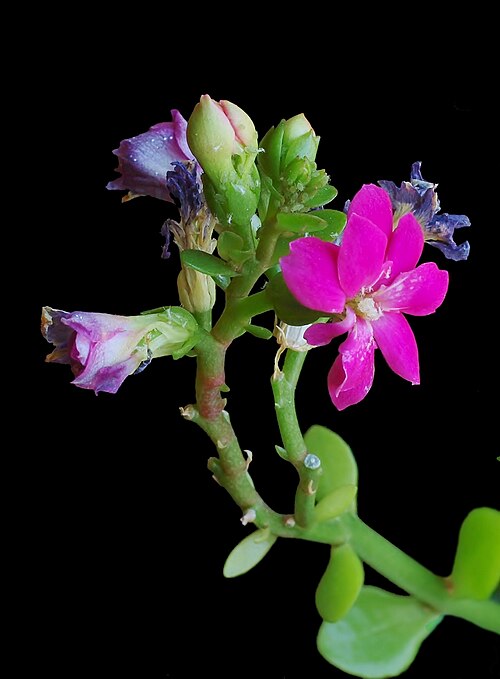 Kalanchoe arborescens: Kalanchoe arborescens