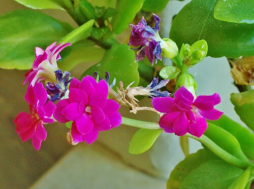 Kalanchoe arborescens: Kalanchoe arborescens