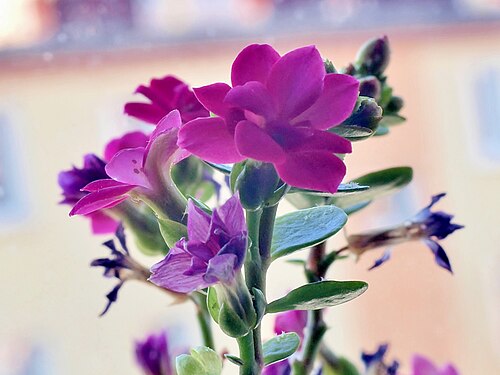Kalanchoe arborescens: Kalanchoe arborescens