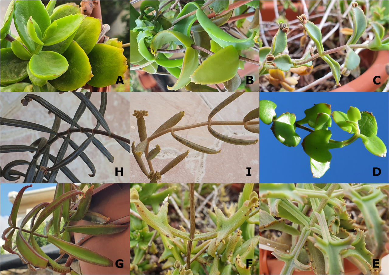 Beauverd's widow's-thrill: (A–B) Kalanchoe costantinii ; (C–F) K. beauverdii ; (G) K. guignardii ; (H) K. scandens ; (I) K. × rechingeri .
