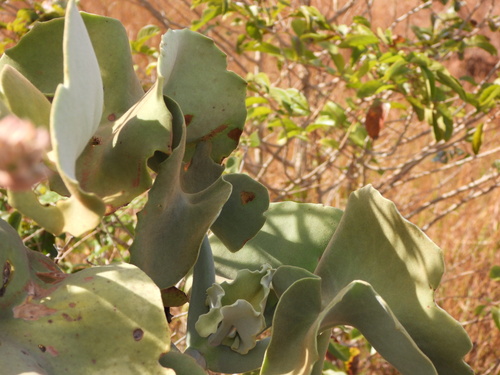 Elephant's ear Kalanchoe (Kalanchoe beharensis)