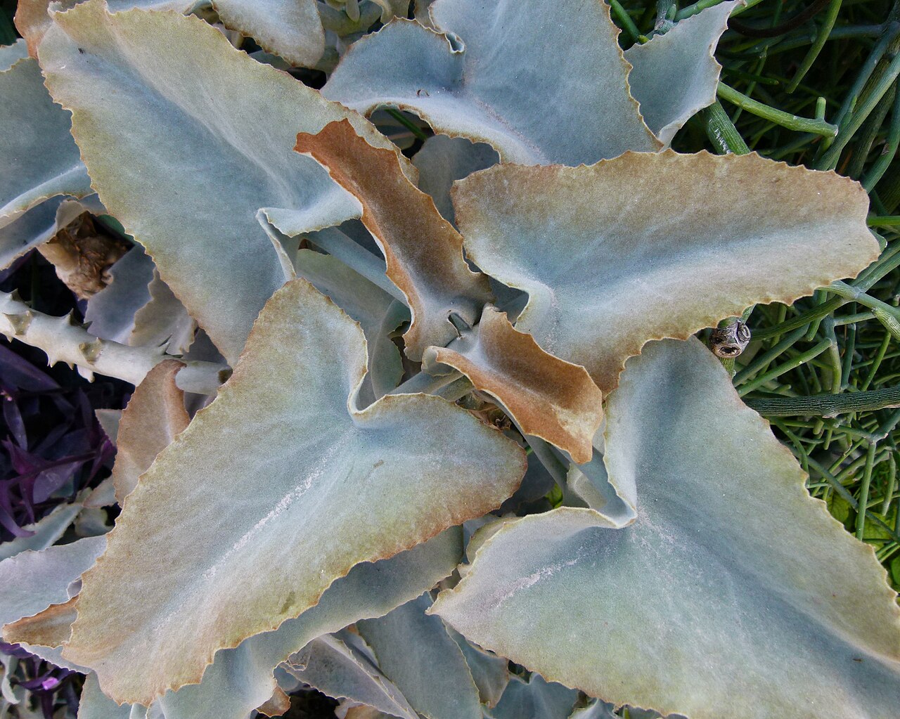 Elephant's ear Kalanchoe: Kalanchoe beharensis serres du Jardin du Luxembourg