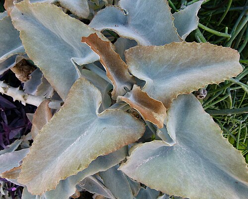 Elephant's ear Kalanchoe: Kalanchoe beharensis serres du Jardin du Luxembourg