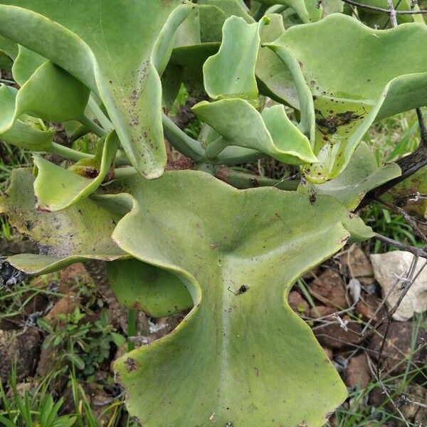 Elephant's ear Kalanchoe (Kalanchoe beharensis)