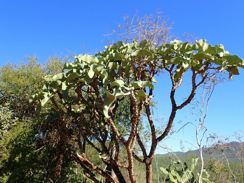 Elephant's ear Kalanchoe (Kalanchoe beharensis)