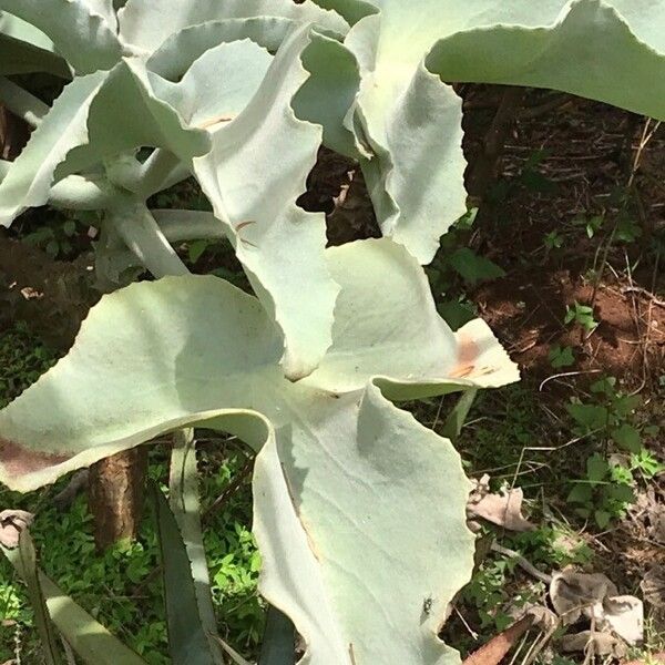 Elephant's ear Kalanchoe (Kalanchoe beharensis)