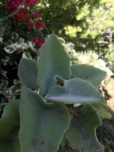 Elephant's ear Kalanchoe (Kalanchoe beharensis)