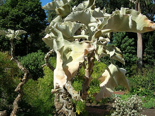 Elephant's ear Kalanchoe: Kalanchoe beharensis (Elephant's ear Kalanchoe) - an interesting palnt that is native to Madagascar. i040707 275