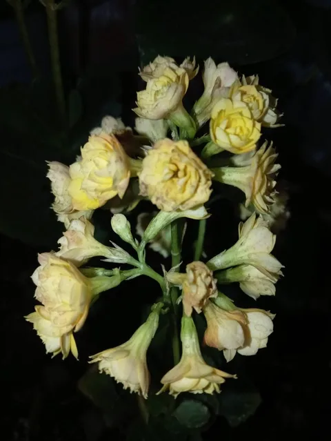 Madagascar widow's-thrill (Kalanchoe blossfeldiana)