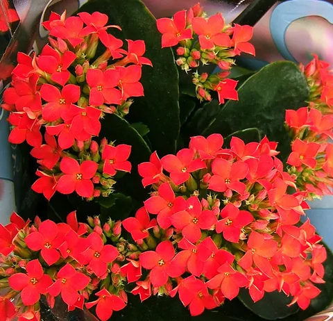 Madagascar widow's-thrill: Flaming Katy