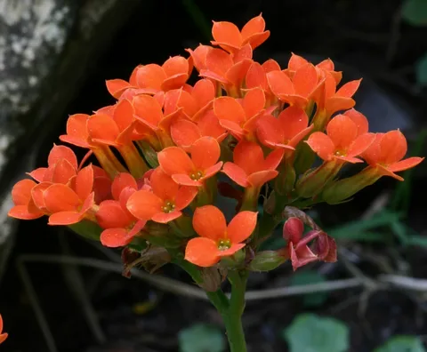Madagascar widow's-thrill