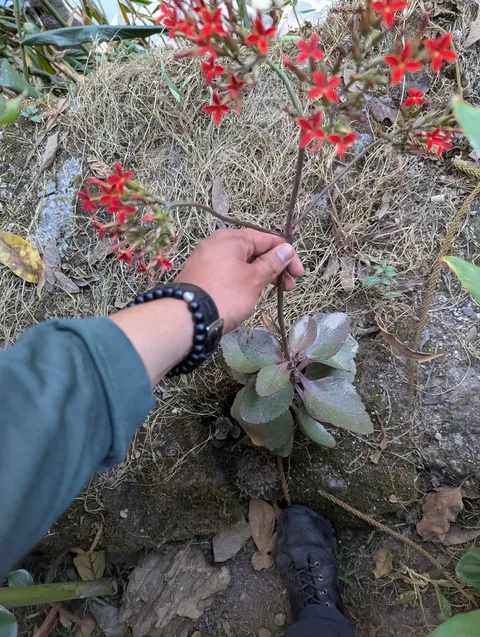 Madagascar widow's-thrill (Kalanchoe blossfeldiana)