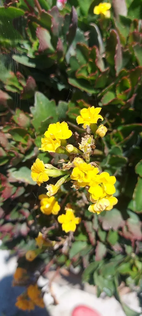 Madagascar widow's-thrill (Kalanchoe blossfeldiana)