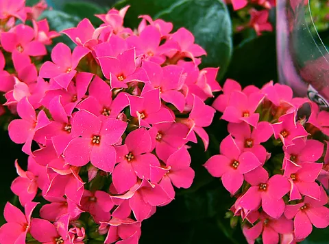 Madagascar widow's-thrill: Flaming Katy