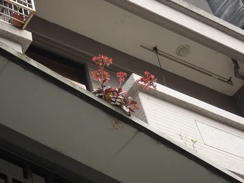 Madagascar widow's-thrill (Kalanchoe blossfeldiana)
