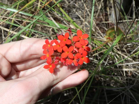 Madagascar widow's-thrill (Kalanchoe blossfeldiana)