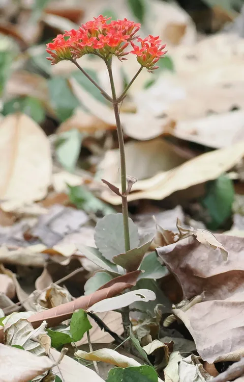 Madagascar widow's-thrill (Kalanchoe blossfeldiana)