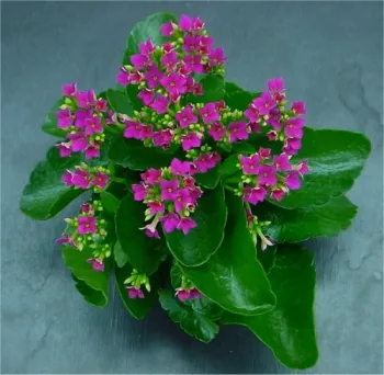 Madagascar widow's-thrill: Photograph of Kalanchoë blossfeldiana taken by David Hughes of Plantfacts.com and used with permission. Picture easily traced to this website . I emailed author